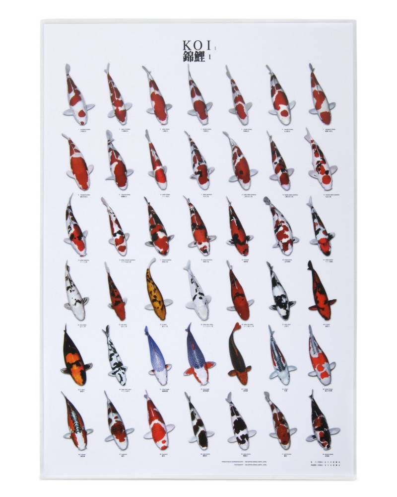 Koi plakat nr. 1
