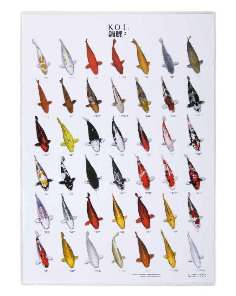 Koi plakat nr. 2