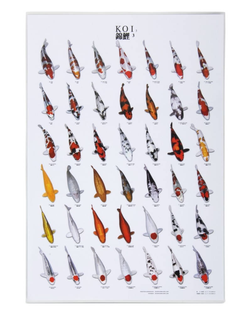 Koi plakat nr. 3